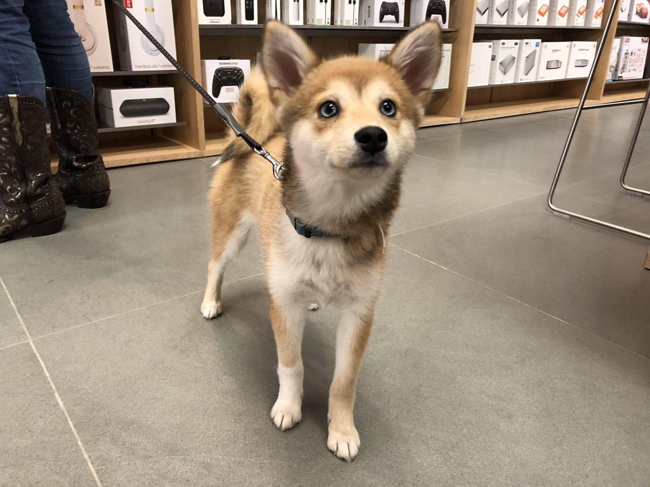 稲庭 渉 Kikuffy 柴犬とシベリアンハスキーのミックス まさに天使 Twitter