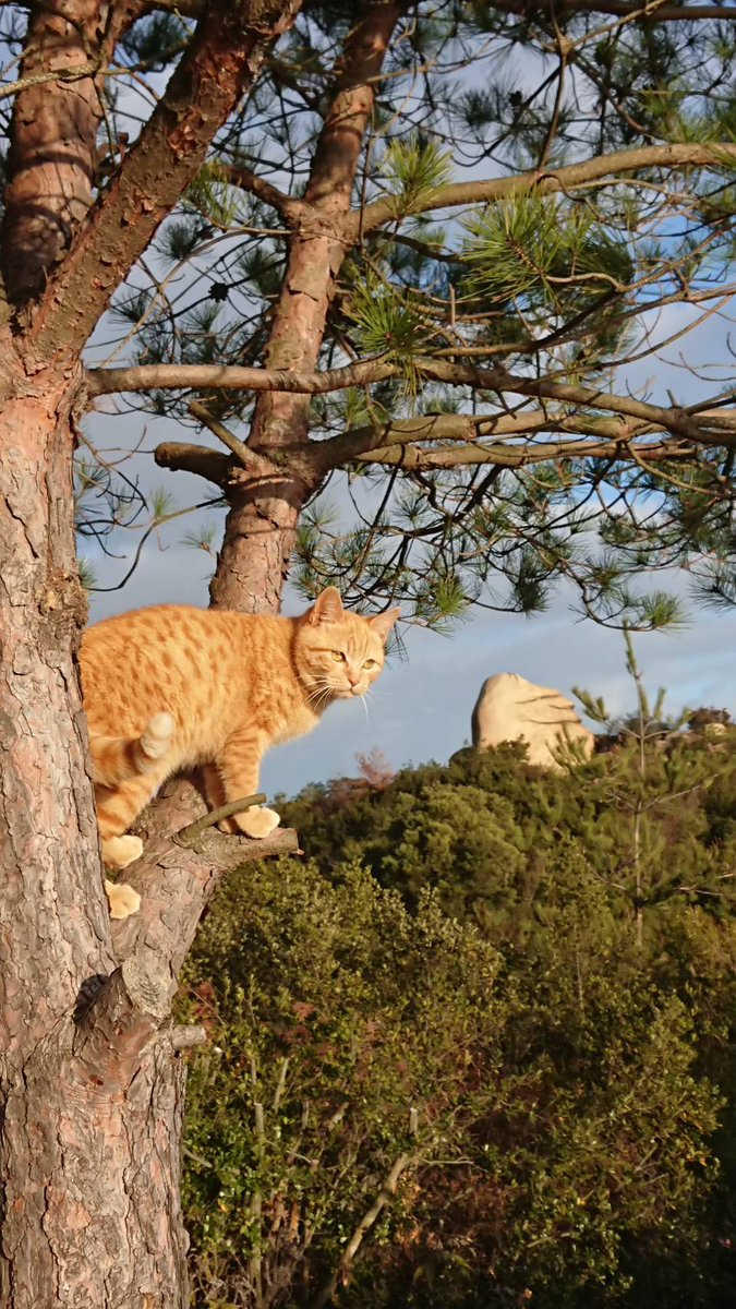 プルル Twitter Search