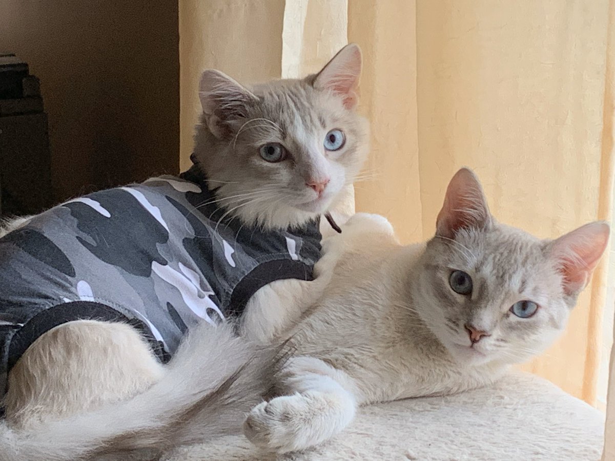 mpsmiley2's tweet photo. @7News #NationalLoveYourPetDay  meet Thanos &amp; Flash https://t.co/rKZwl7PK0W