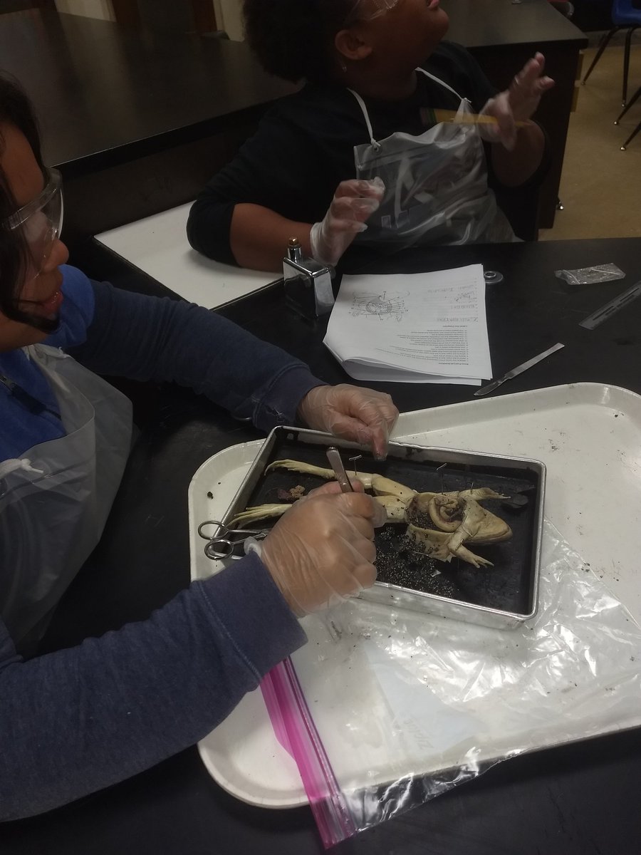Ms D's Science Zone tweet media
