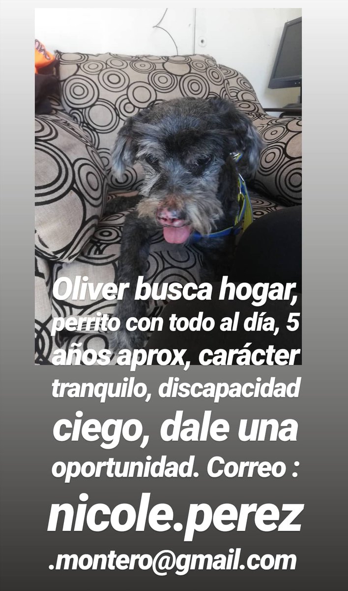 fundacionikigai's tweet photo. @fasolmi2 @igsaGsanchez @annyjerezp @VilchesNat @carolina_serey @Babbyco @0212Maritza @africamia_22 @Zoramar1 @facunda08 @lalispv @arbarrod @LauraTamesV @MurrietaI @Briisss13 @JacBahnsen @cecyfgarza @Carlatoledano @Dra_Saz @DaliaGoT @lya9_ @zmontiel @eva_marog @olgalmd @meximga @TeteCyrusOf @WenC1013 @momycatarina @AmaliaeCedillo @KellyVa23692694 @krysruizv @medinamariela @Zzoe1967 @Van72Gab @raisafuenmayor @Hogar_moka @carolinapinoc @pilitapekena @gatadyungay @Milu22690580 @Vilu53Vilu @daniyametti @XimenaDelPIla12 @PatssyPatt_ @ana_pelizza @HELENACAYETANO @Tickie18 @aliciacentolla @Lizzie30982647 Aprovechando que hablan de mujeres maravillosas quizás por acá esta la mujer que adopten a #oliverdog #miladog https://t.co/gI0Wexj3sc