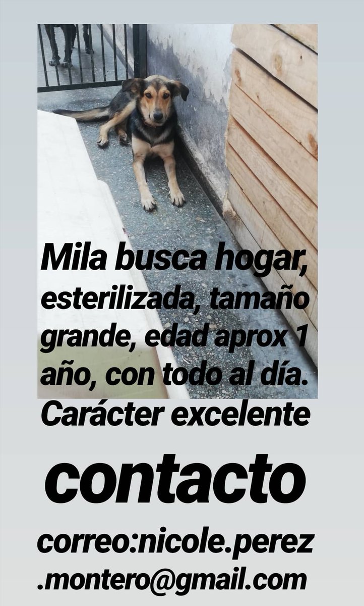 @fasolmi2 <a href="/igsaGsanchez/">igsa sanchez</a> <a href="/annyjerezp/">Anadari</a> <a href="/VilchesNat/">Natalia Isabel 💫💜🌻🌳</a> <a href="/carolina_serey/">Carolina Bustamante Serey</a> <a href="/Babbyco/">D'Maravilla</a> @0212Maritza @africamia_22 <a href="/Zoramar1/">Zoramar</a> <a href="/facunda08/">cris morales</a> <a href="/lalispv/">Lalis 🕊</a> @arbarrod <a href="/LauraTamesV/">Laura</a> <a href="/MurrietaI/">BEBITA</a> <a href="/Briisss13/">Bris 🩵</a> <a href="/JacBahnsen/">Jac</a> <a href="/cecyfgarza/">Cecilia</a> <a href="/Carlatoledano/">RF</a> @Dra_Saz <a href="/DaliaGoT/">Lic. Dalia negra</a> @lya9_ <a href="/zmontiel/">Zulay Montiel</a> <a href="/eva_marog/">Eva Mauricio</a> <a href="/olgalmd/">Olga Muñoz 🇲🇽</a> <a href="/meximga/">Magdalena González A 🕊️❤️🇮🇱🇲🇽💚</a> <a href="/TeteCyrusOf/">Tete Cyrus</a> <a href="/WenC1013/">Tuits de Mujeres 💋</a> <a href="/momycatarina/">@momycatarina</a> <a href="/AmaliaeCedillo/">Amaliae cedillo</a> @KellyVa23692694 <a href="/krysruizv/">Cris Ruiz</a> <a href="/medinamariela/">Memela</a> @Zzoe1967 <a href="/Van72Gab/">Vani</a> <a href="/raisafuenmayor/">Raisa Fuenmayor.</a> <a href="/Hogar_moka/">Hogar_ Moka</a> <a href="/carolinapinoc/">Caro 🌲 C.</a> @pilitapekena <a href="/gatadyungay/">Gatita la del Barrio 🕉</a> <a href="/Milu22690580/">Milu</a> <a href="/Vilu53Vilu/">Isa</a> @daniyametti <a href="/XimenaDelPIla12/">Ximena  Del PIlar</a> <a href="/PatssyPatt_/">Patty 🐾❤️</a> <a href="/ana_pelizza/">Ana Maria Pelizza</a> <a href="/HELENACAYETANO/">Helena Cayetano</a> <a href="/Tickie18/">Aurelia Lalande</a> @aliciacentolla @Lizzie30982647 Aprovechando que hablan de mujeres maravillosas quizás por acá esta la mujer que adopten a #oliverdog #miladog