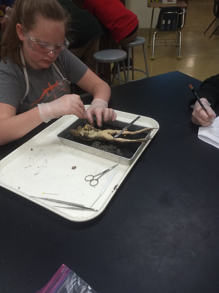 Ms D's Science Zone tweet media