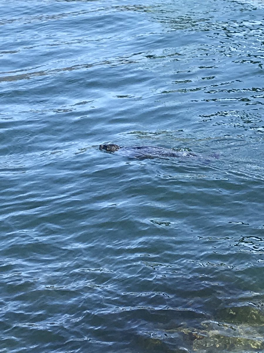 Cycled seawall right today! Breathtaking view and guess what! I met this seal❤️ can’t imagine a better place to enjoy free time at a meeting day! #eventprofs #iapco #interplan #meetingplanner