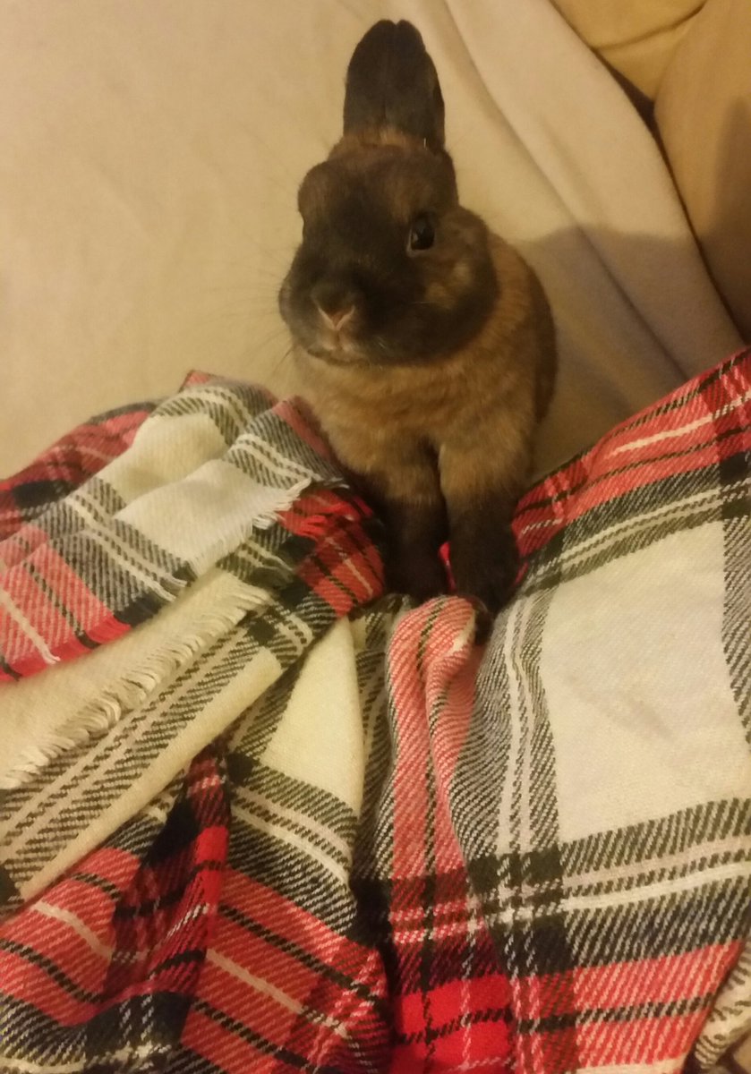 wazzupwazel's tweet photo. Here is Hazel! An 8 year old Netherland Dwarf Rabbit! #SendItTo7 https://t.co/Ui4nFyVWZU