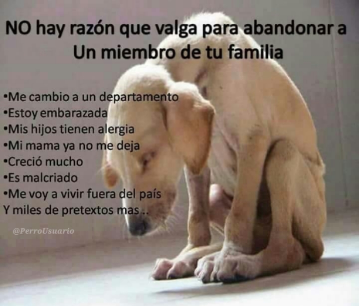 PerroUsuario's tweet photo. Ciertamente… No hay razón para hacerlo...   https://t.co/JJ2WSzSMCl