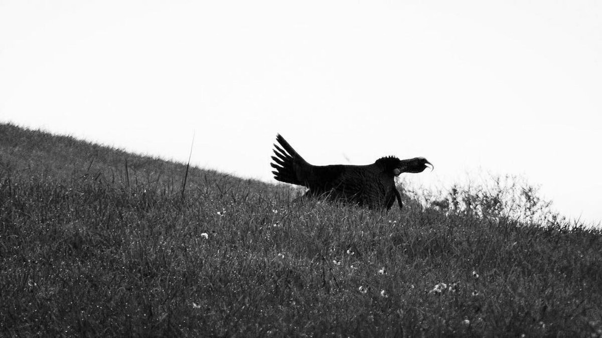 Almost that time.. ⛰⏳
-
Photo: Prostaffer Cody Leonard 
#appalachianoutdoorstv | #iamsportsman
