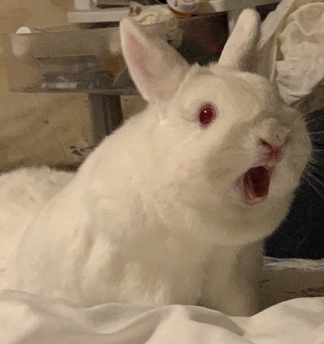 These aren’t the best pics I’ve ever taken, but I’ve been trying forever to get pics of a sweet li’l bunny yawn!! Love this sweet girl! #houserabbit #bunbun #NetherlandDwarf #MissyBun #Hokiebun #bunnyyawn #sweetbunny #rabbit #REW #funnybunny #mybunny  #whiterabbit