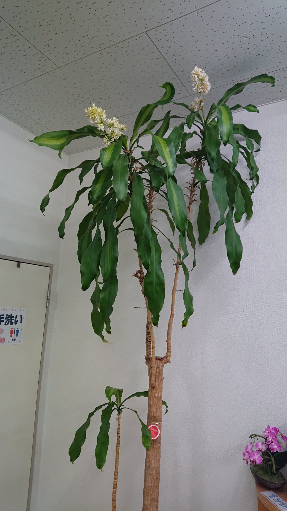 幸福の木に花が咲いた Twitter Search Twitter