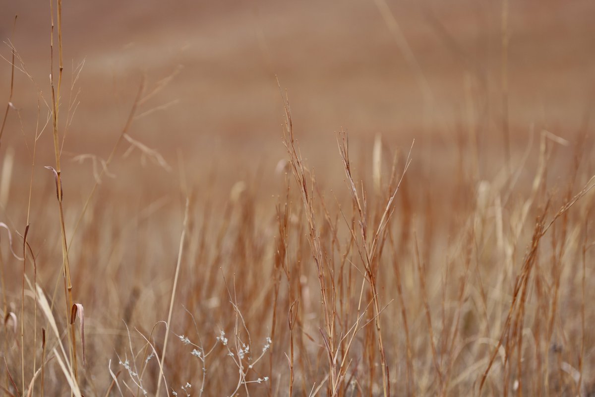 skwinnicki's tweet photo. Prairies are gorgeous in the spring/summer when everything is in bloom, but you really can't beat them even in the wintertime. Show me your pretty prairie photos (from all times of year)!

Prairies. 10/10 https://t.co/7zSGW0wJwt
