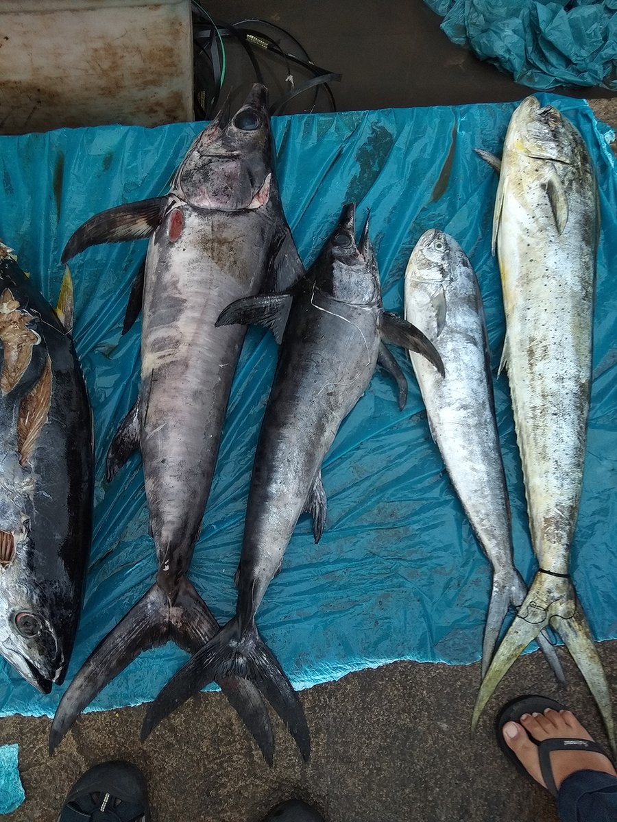 Helen O'Neill tweet media