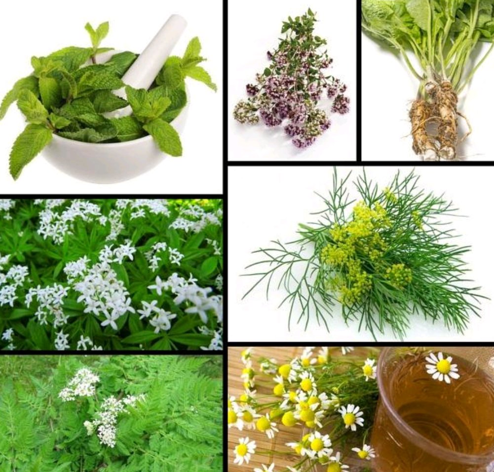 Emmy_Gaza's tweet photo. Have you thought about growing your own herbs but don't know how to grow food safely? 
#precisionagriculture #agtech #farming #iot #herbs https://t.co/IoUDd2x7Gl