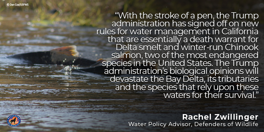 Breaking News! The Trump administration finalizes decision to undermine #EndangeredSpeciesAct protections for #BayDelta #fish. Learn more: dfnd.us/2SI3XvS