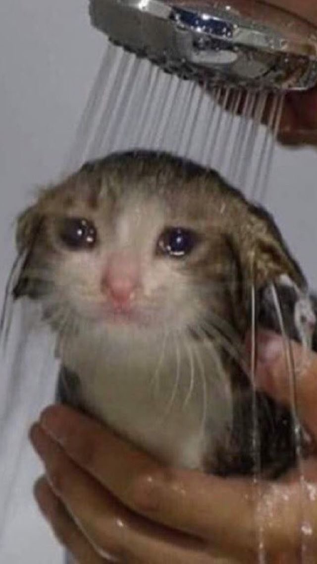 кот ест и плачет. сон плачущий кот. какое плохое зло я сделал. сон плачущий кот. плачущий кот.