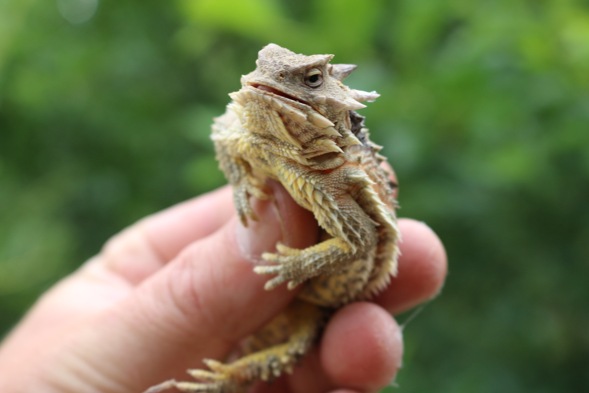 horned lizard cartoon