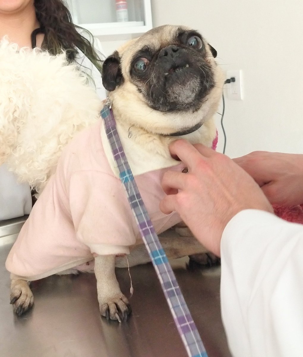 Alfredo Marquez T. tweet media