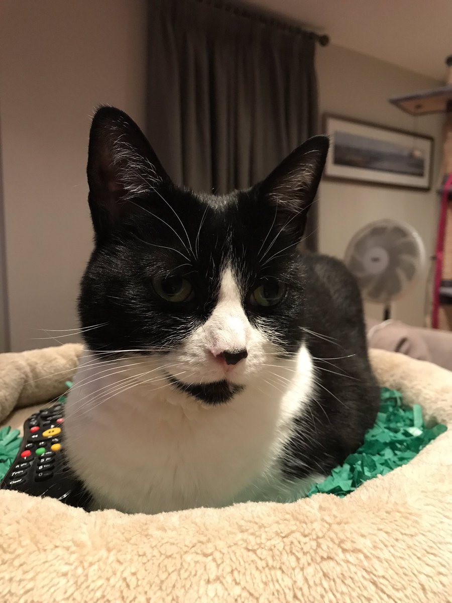 owenclark3's tweet image. New from Cats-R-Us: 
Remote control Monty. Comes with batteries and full instruction manual   #CatsOfTwitter #hoursoffun