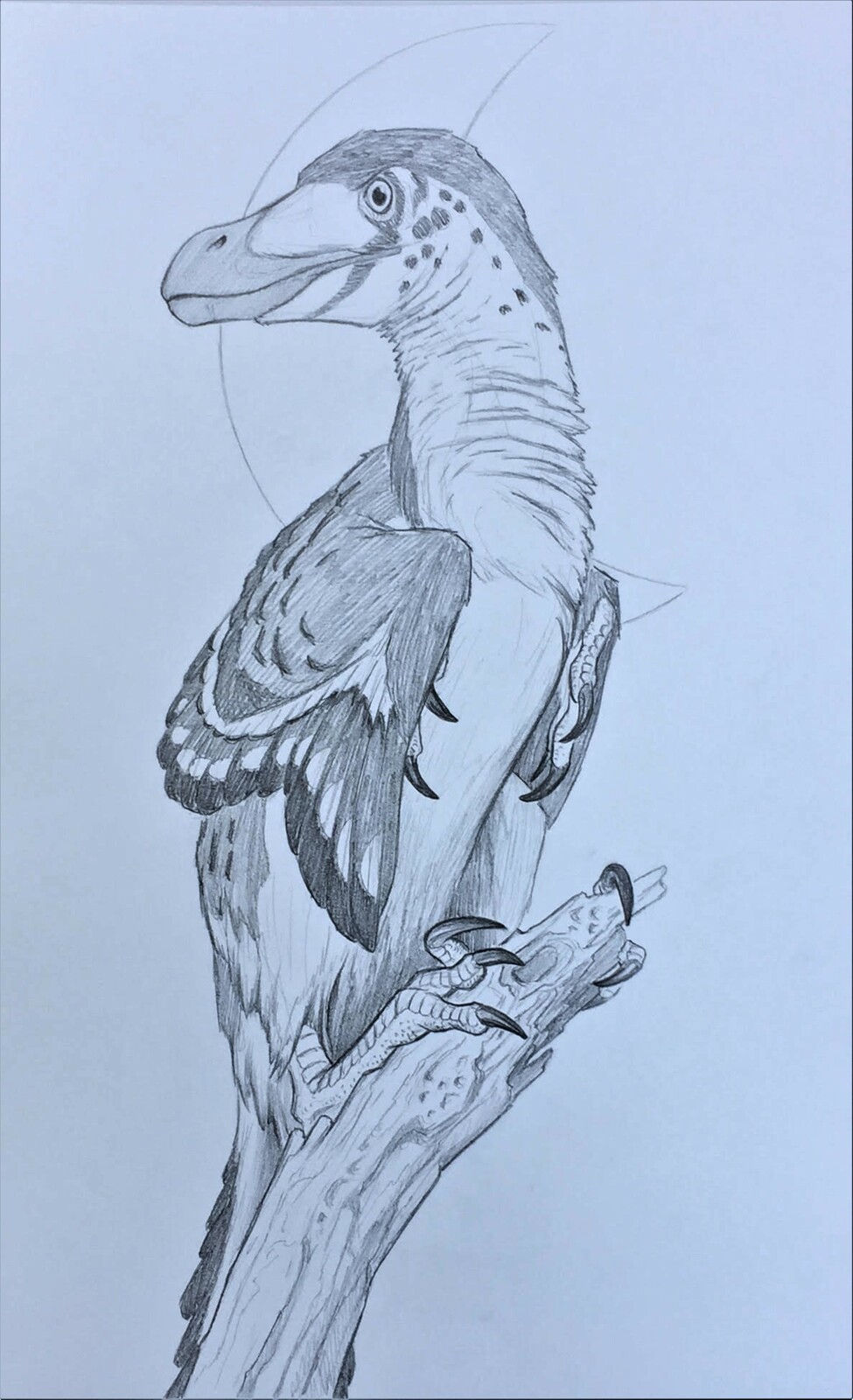 Dodo bird drawing sketch 02  How to draw Extinct bird Dodo step by step   art janag  Outline art  YouTube