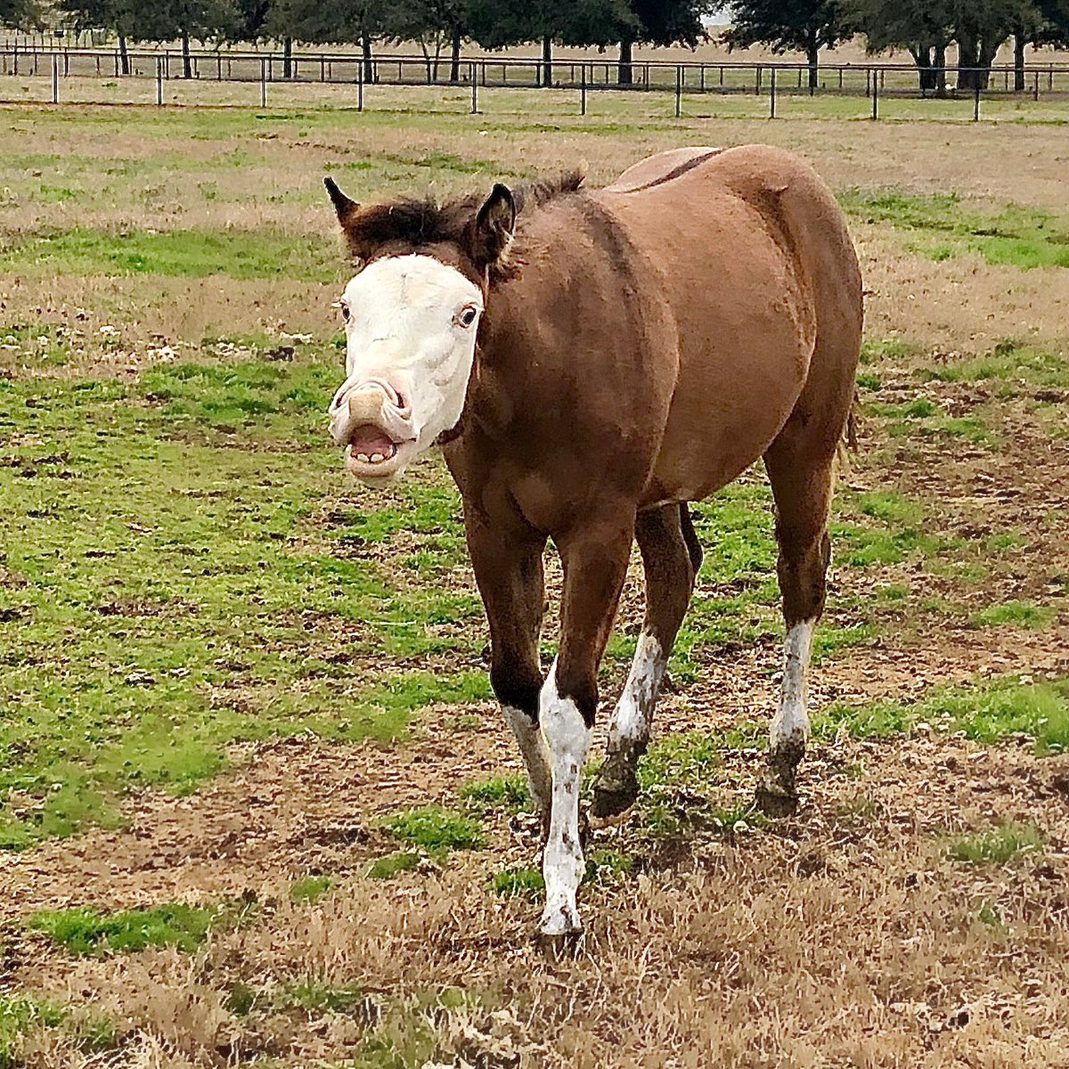 tjenkinsreiners's tweet photo. This girl is a riot! Such a personable filly by #TrickedOutSpook and out of #DunnitsCowgirl https://t.co/wj2PkhXIgK