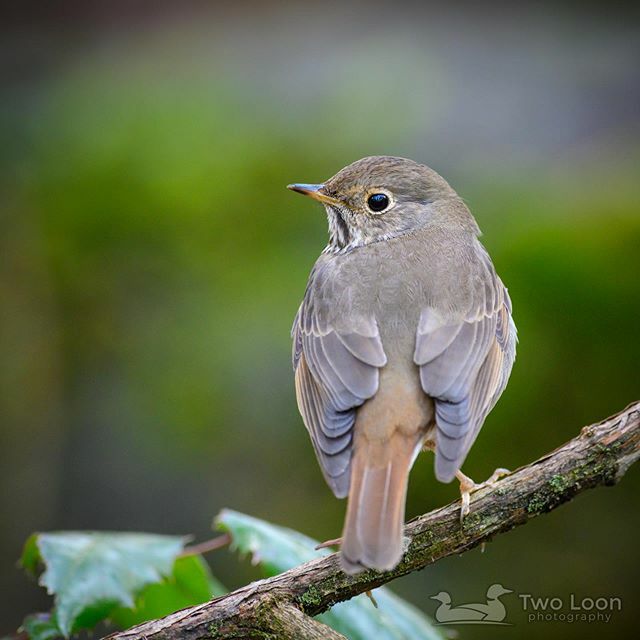 TwoLoonPhoto's tweet photo. #HermitThrushWeek Day 3

Hermit Thrushes migrate mostly at night. They migrate north sooner in the spring and souther later in the fall than other brown-backed thrush species.

Hermit Thrush (Catharus guttatus or HETH) at Lithia Park
Ashland, Oregon
____… https://t.co/tCtGjCFrhq https://t.co/9eEQHtcZ8O