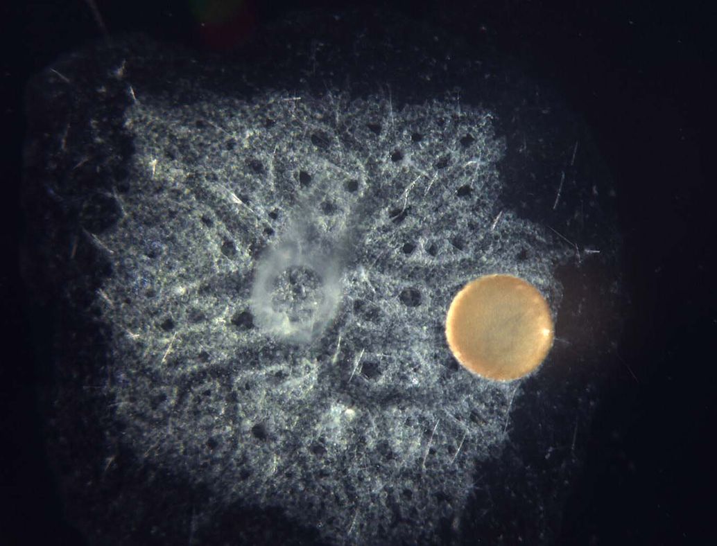 SallyLeys's tweet photo. Very excited to announce that our paper on the genome of the freshwater sponge Ephydatia muelleri is now available on @biorxivpreprint! #scitwitter #SpongeThursday #Science #AcademicChatter @UAlberta @UofAResearch #Genetics https://t.co/EHpVFNTG26 https://t.co/0ZBvC0UZKq