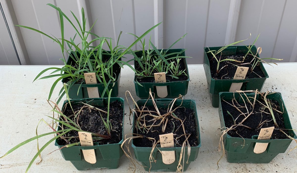 Effect of brief water stress (2-3 day after spray) on susceptible 3-leaf barnyard grass control with Glyphosate 450 + wetter. Back row water stress. Front row no water stress. Left=800ml/ha, mid 1600ml, right 3200ml. Plants were sprayed at 3-leaf stage.