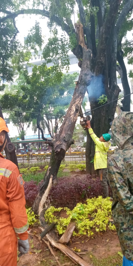 08.41.Petugas melakukan penanganan pohon sempal di Jl.Medan Merdeka Barat depan RRI,Jakpus @aniesupdatenews <a href="/BPBDJakarta/">BPBD DKI JAKARTA</a> <a href="/RadioElshinta/">Radio Elshinta</a> <a href="/TMCPoldaMetro/">TMC Polda Metro Jaya</a>