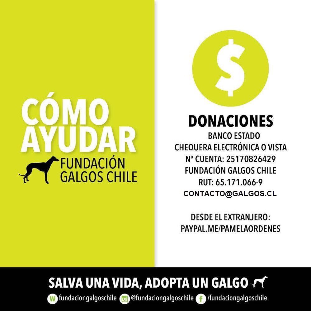🙌🏼VALENTINO🙌🏼
Sus últimos exámenes salieron excelentes‼️y los doctores dieron el VAMOS a que MAÑANA JUEVES sea INTERVENIDO DE UNA CADERA...”y pensar que en estos momentos estaría bajo tierra”...AQUÍ ESTÁ💪 Ahora más que nunca necesitamos de ustedes🙏#galgosfelices #salvaungalgo