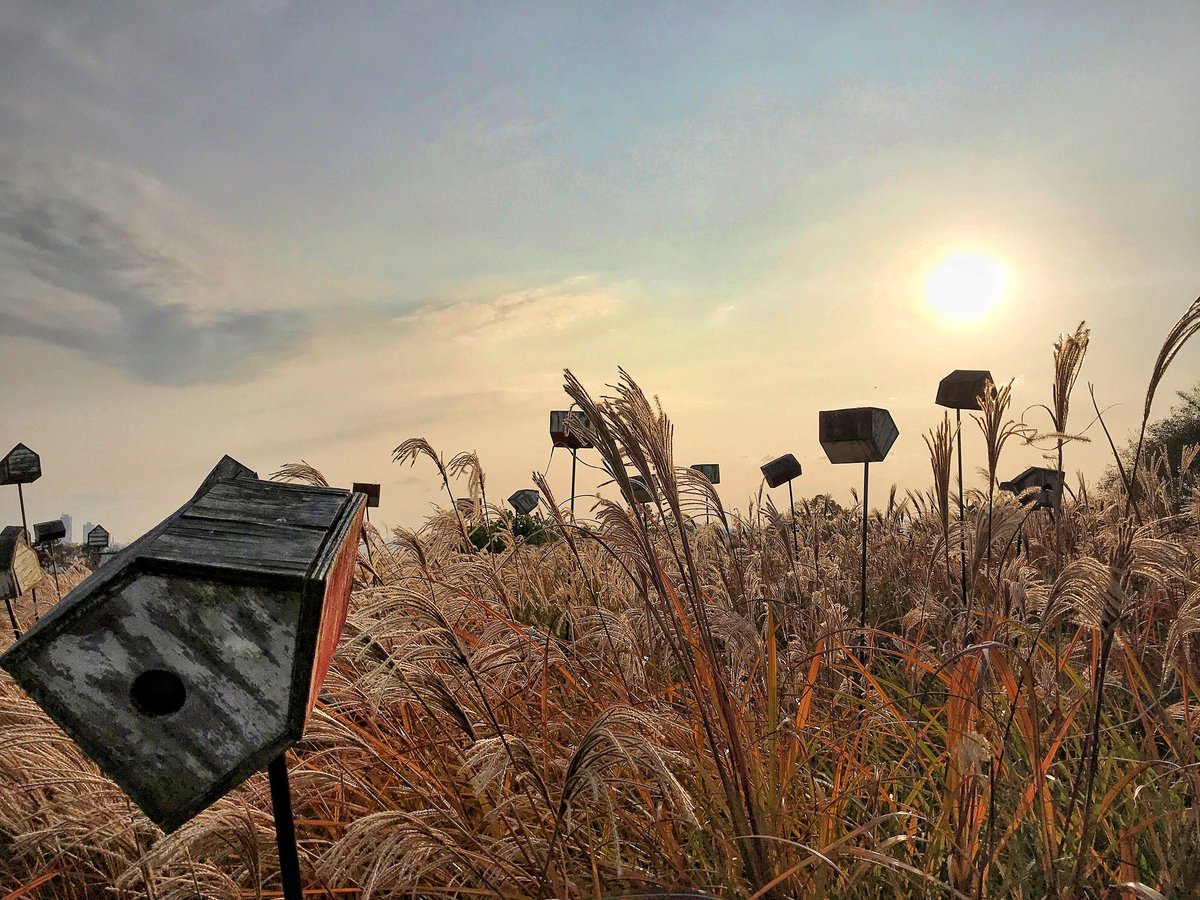 ManMeetsTheWrld's tweet image. Haneul Park is a great place to walk around and watch the sun set over Seoul. The vast meadows are filled with hundreds of bird houses.
#southkorea #seoul #travel #travelphotography #traveling #travelgram