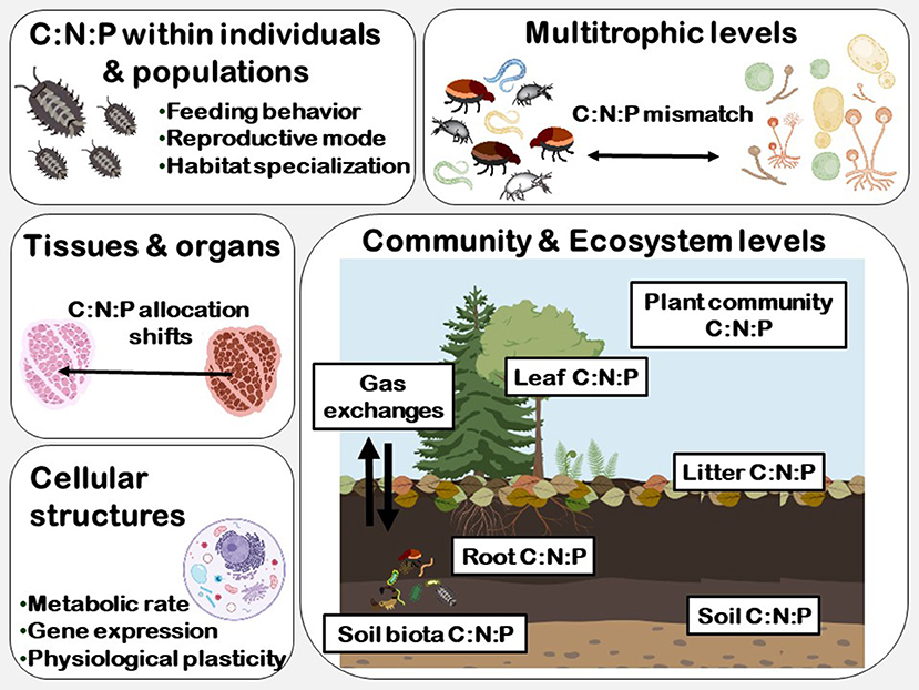 NadiaEcology's tweet photo. Our mini-review about soil biota, C:N:P stoichiometry and global change drivers in forest ecosystems is out!!! Written with my good friend Jon De Long! #soilbiota #soilfauna #globalchange #ecologicalstoichiometry 
https://t.co/aWzw99spPp https://t.co/JVOpDtfWjU