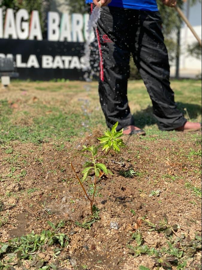 mada_malaysia's tweet photo. Aktiviti gotong - royong penanaman pokok bunga Turnera di perkarangan PPK H2, Kepala Batas

#madamabeles https://t.co/2AqqzNCnNp