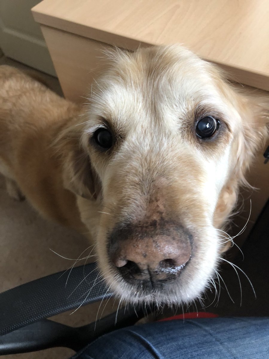 This is Cooper - he’s 14 years old today. <a href="/ProfNoelFitz/">Noel Fitzpatrick</a> please could you wish him happy birthday as some websites state he’s over 100 (in dog years) and a birthday wish from you would be better than a telegram from the queen 🐶🎂