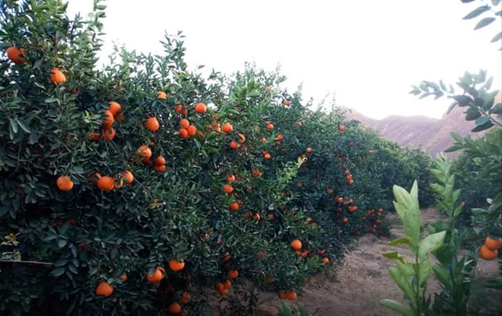 Commune de #Timia dans la région d’Agadez, à 220 km au Nord-Est d’Agadez, la cueillette des différents agrumes se fait entre novembre et février.
Dans le bassin de production de Timia, les conditions climatiques sont favorables pour une production d'agrumes de bonne qualité.