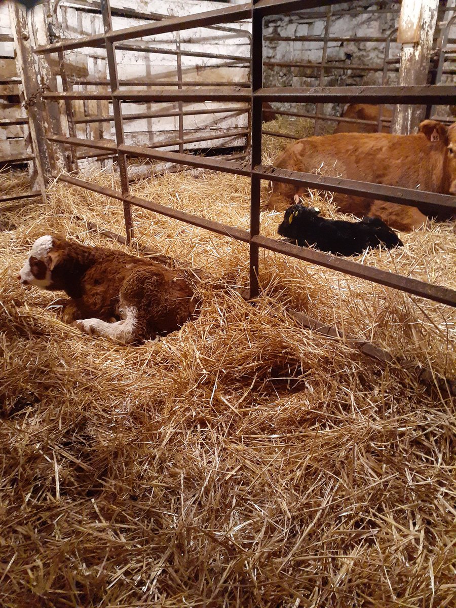 Well <a href="/FarmingForYou/">Adam Shea</a> is off at <a href="/BeefFarmersON/">Beef Farmers of Ontario</a> AGM, these 2 decided to arrive. #simmental #blackangus