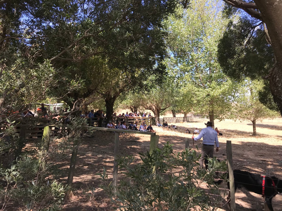 PaddockTop's tweet photo. Great day for the Lloyd Smith Training day at Awapai Station! @atkinsranchlamb was proud to sponsor the event, which included demonstrations and tips on how to train a young pup! https://t.co/3xoMdonElX