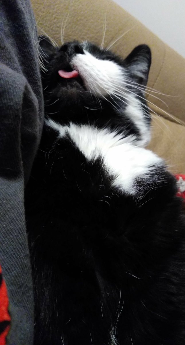 HRHSpooky's tweet photo. This is why I can't trust my loyal subjects with a camera! They are always trying to get unflattering pictures of me! HEADS WILL ROLL!! #IamNoble #CatsOfTwitter https://t.co/4UGSDqbEGy