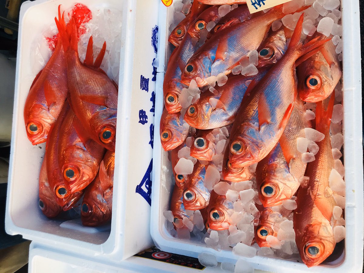 小田原魚國 本日の鮮魚部です 仕入れ状況 活 ヤリイカ 平目 アンコウ 伊勢海老 赤ナマコ 地物 〆地鰤 タグ付きアジ ジアジ 小金目 小ヤガラ 小太刀魚 マンボウ メイタ 彦イワシ ウルメイワシなど 陸送 オシツケ 金目 鰆 太刀魚 生ニシン 小田原魚國 本日の鮮魚部です 仕入れ状況 活 ヤリイカ 平目 アンコウ 伊勢海老 赤ナマコ 地物 〆地鰤 タグ付きアジ ジアジ 小金目 小ヤガラ 小太刀魚 マンボウ メイタ 彦イワシ ウルメイワシなど 陸送 オシツケ 金目 鰆 太刀魚 生ニシン