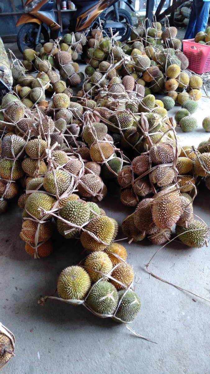 rikyhut's tweet photo. Ayo merapat siapa yg suka durian https://t.co/tyPeT9UR68