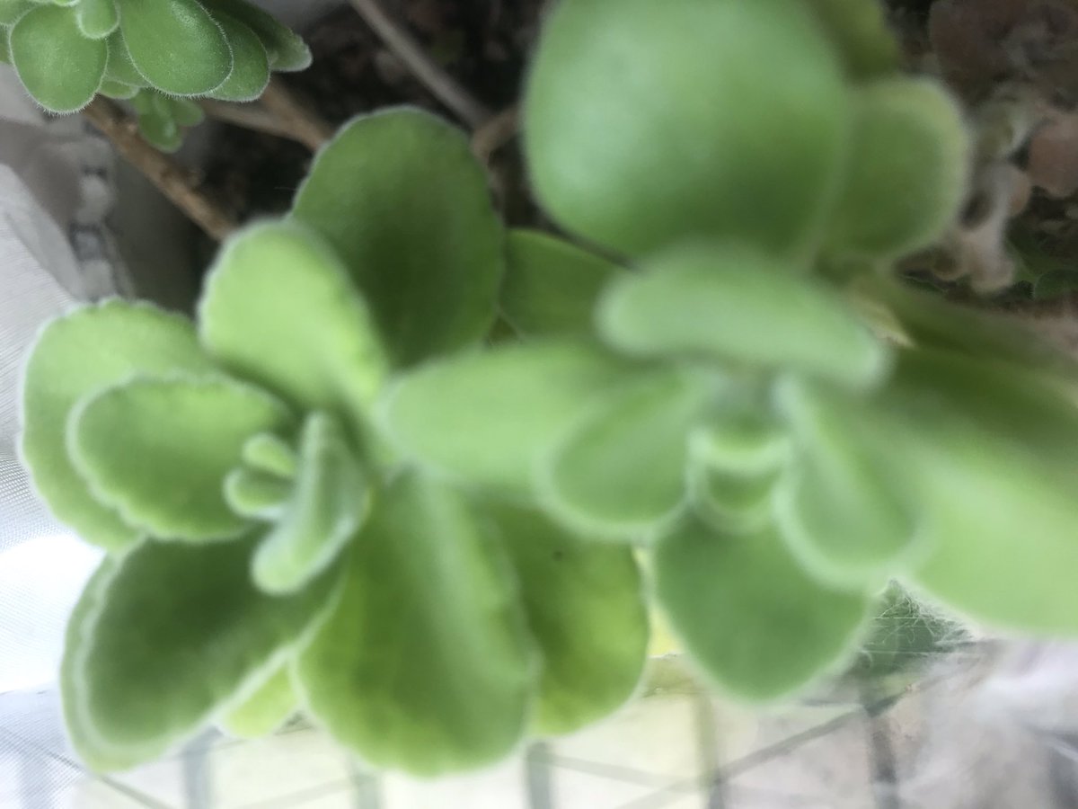 アロマティカスの花