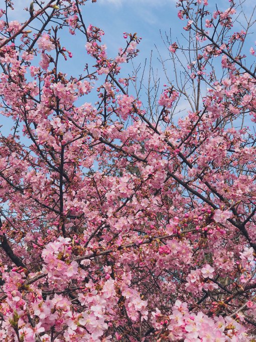 散歩途中に見つけた桜が綺麗〜!🌸✨
めっちゃいい季節だな(*'▽'*)

                                           (花粉以外) 