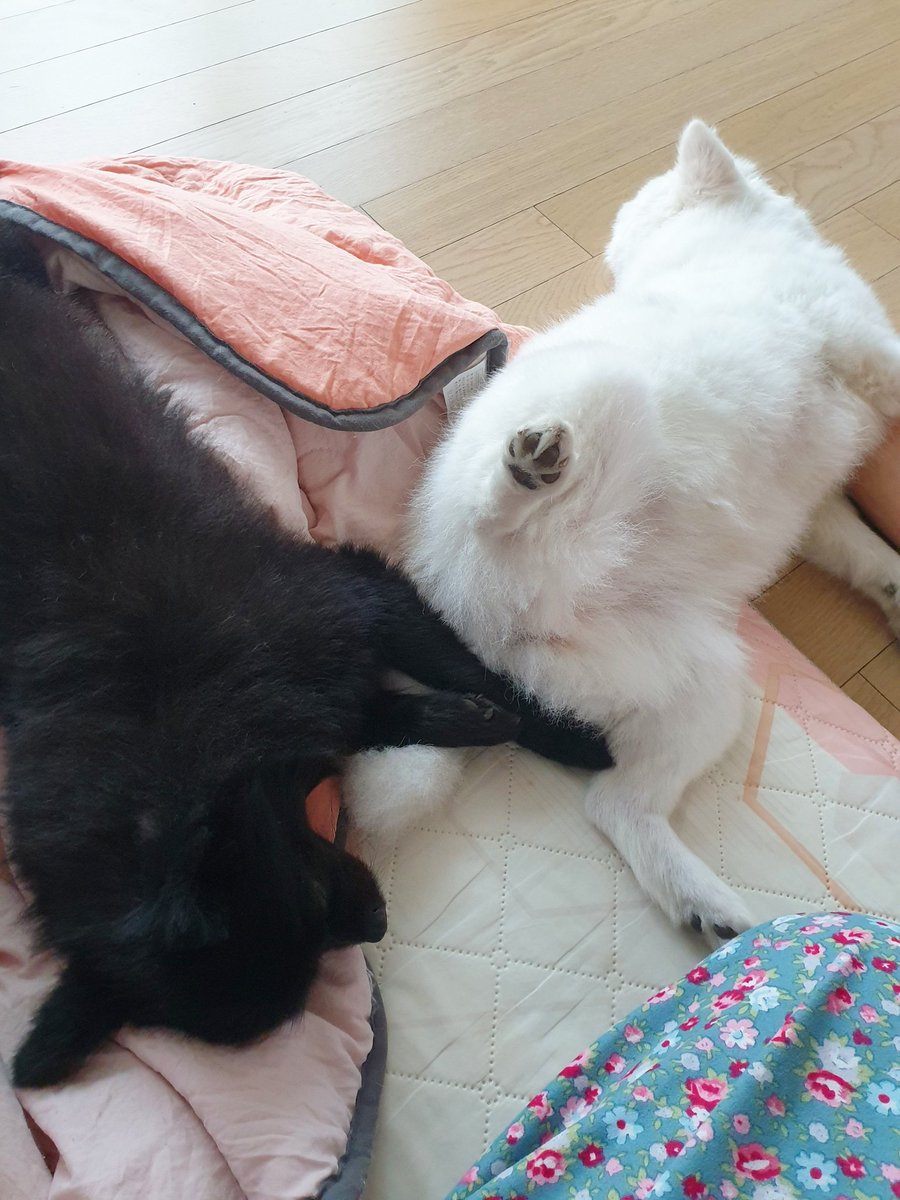 hh_0501's tweet image. 얘네 왜 이러고 자ㅋㅋㅋㅋㅋㅋㅋㅋㅋ
신체부위중 어디 하나라도 맞닿아야한대..