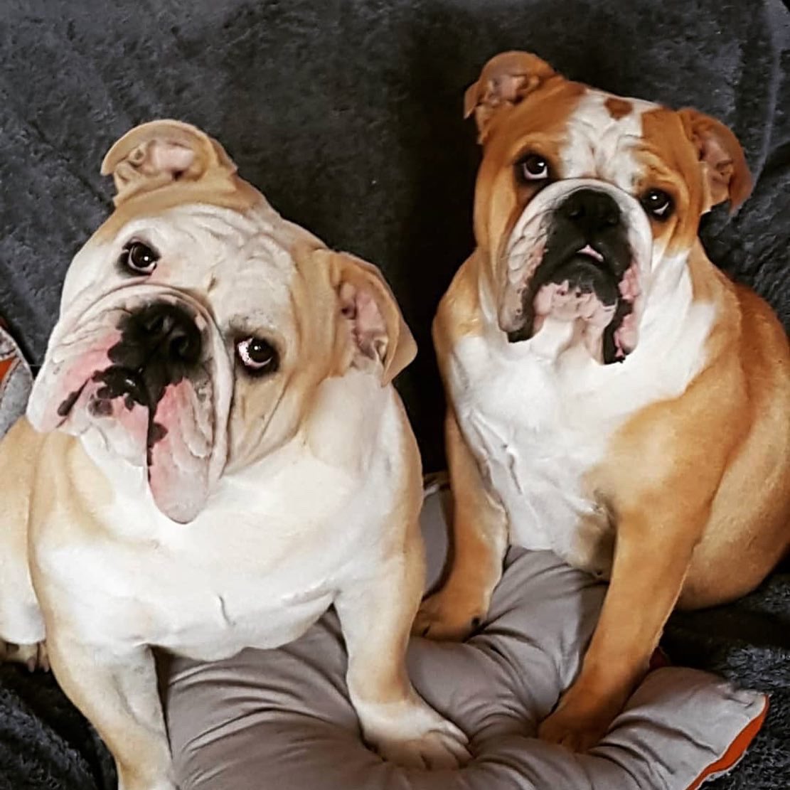 tbbclub's tweet photo. #Furrsday Rod Walker of Hull, E Yorks with #Maui #dog #furr #englishbulldogs #beards #onemanandhisdog #onedogandhisbeard #beardsbestfriend #New TBBClubman
Rod: "I started growing my beard 10 years ago, but for the last year I've been letting it grow and just managing the shape." https://t.co/kA6fQ9Tqur