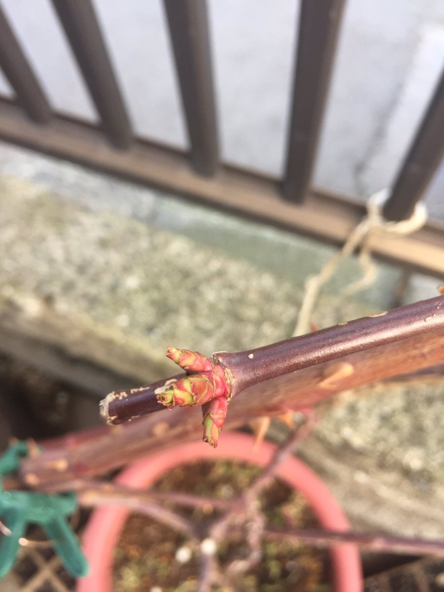 NaemaDiy's tweet photo. バラの新芽が大きくなってきた！
芽かきするのがもったいない気が��て…

今年はアーチも作ってみた！
#マダムピエールオジェ と #ラレーヌビクトリア の姉妹コラボ！

楽しみ🌹😊

#バラ #バラ好き https://t.co/FrKhQaLukY