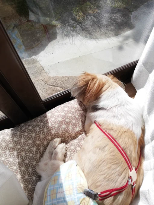 祖母が禰豆子柄のクッションを作り、犬が自動的にこの上に乗って日向ぼっこするシステム開発に成功しました! 