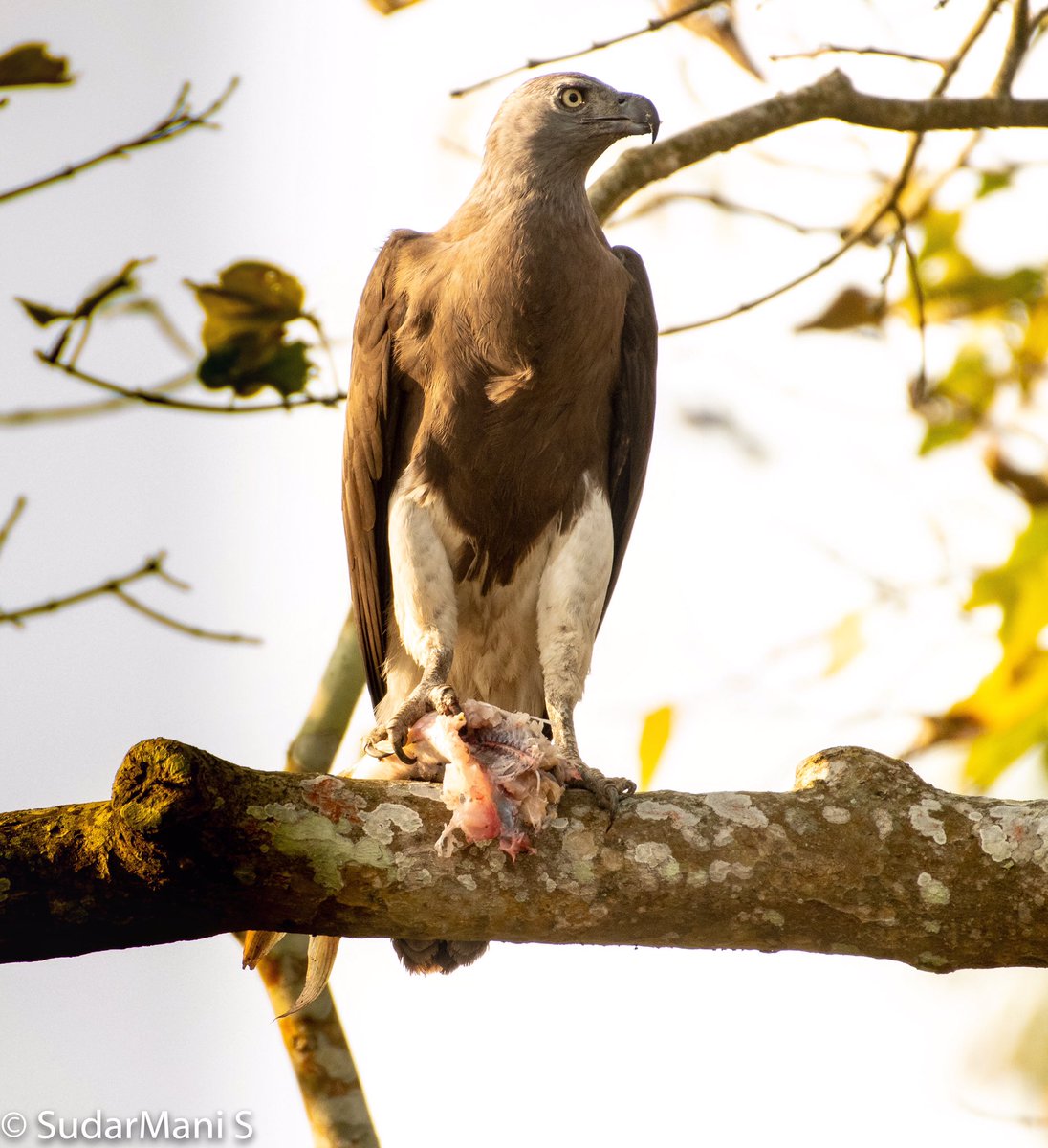 SSudarmani's tweet photo. Grey headed fish eagle with a kill. This came as a surprise. We were watching a Darter, this came and sat right in front of us with its kill. People with binocs were lucky than me since I have to zoom out to bring it within the frame. Request you to listen to its call u will 💓🤪 https://t.co/sIPpHHOmIq