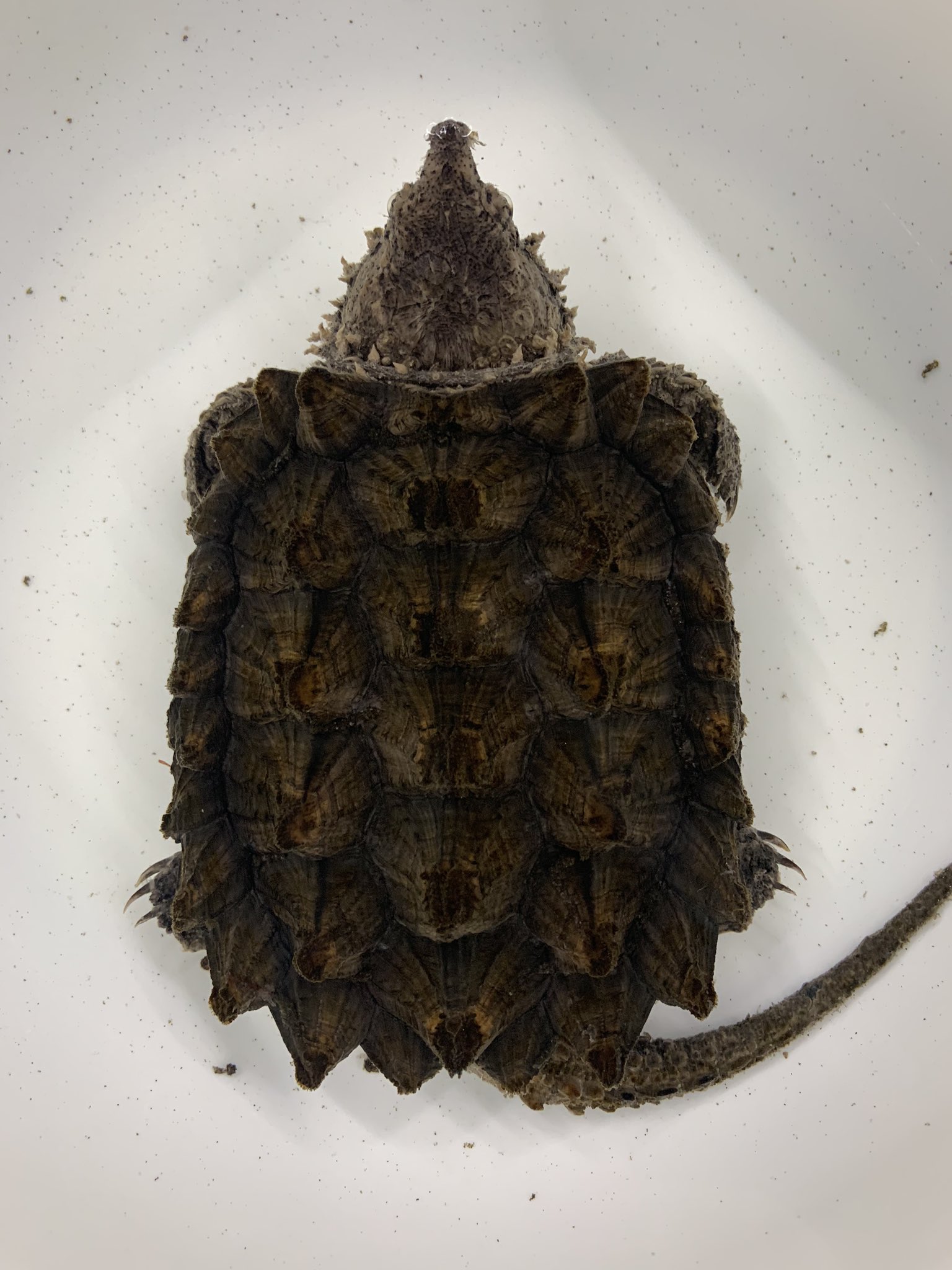 Aquashop Ryus 巨頭ワニガメ 甲長10cm 残り1匹 ワニガメ は特定動物です 飼育には許可が必要になります 6月までの販売になります Dmよりお問い合わせください Aquashop Ryus 巨頭ワニガメ 甲長10cm 残り1匹 ワニガメ は特定動物です 飼育には許可が必要になります 6月までの販売になります Dmよりお問い合わせください