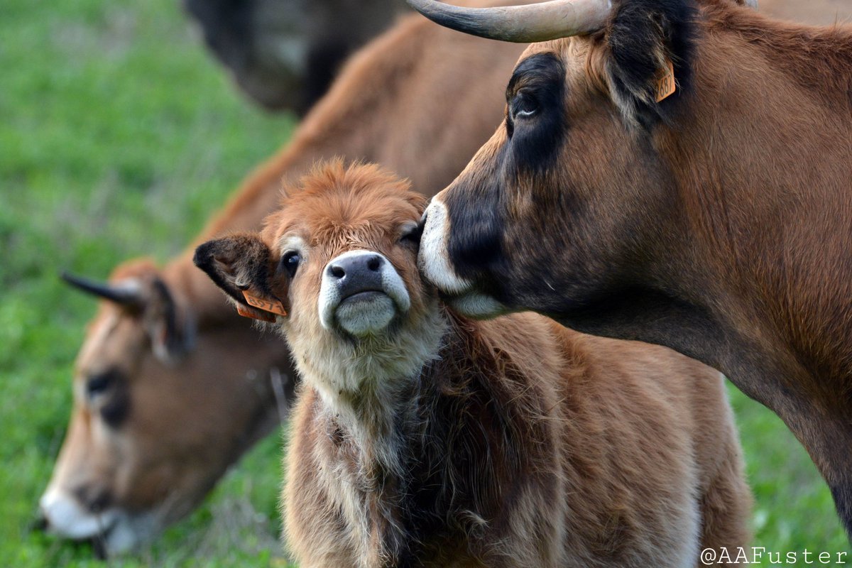 Laurent Gasc On Twitter La Vache Aubrac Au Pied Des Pistes De La Plus Grande Station De Ski De L Aveyron A Laguiole Ou Layole Eh Les Aveyronnais On Dit Comment
