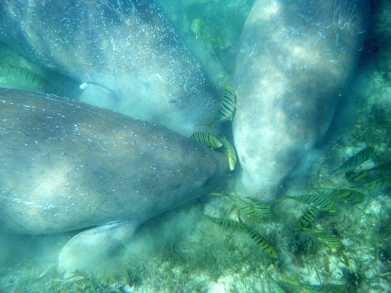 Thanks to <a href="/WMMC2019/">World Marine Mammal Conference</a> Barcelona Declaration:  a legacy for the future, to improve research, conservation, and education for Marine Mammal Science and Conservation and create synergy between scientist and society stakeholders. wmmconference.org/barcelona-decl…