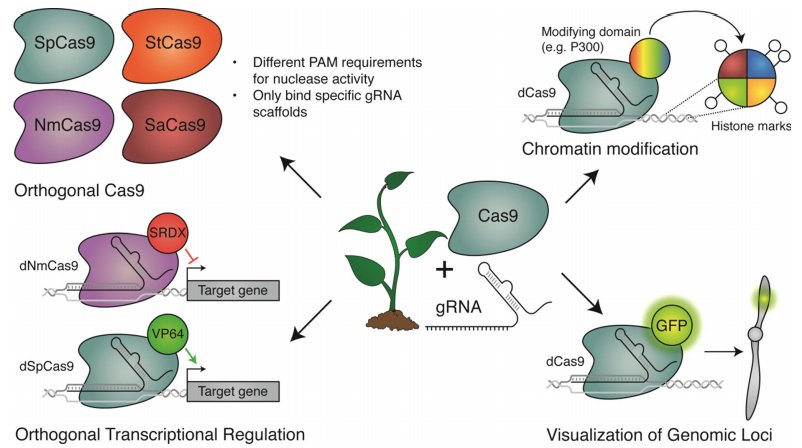 RocioIsabelle's tweet photo. 🌱🧬 CRISPR/Cas9 for plant genome editing: accomplishments, problems and prospects

➡️ Defending against plant pathogens 
➡️ Tipping the scale of DNA repair
➡️ Expanding CRISPR/Cas9 function and versatility ...

#plantsci #biotechnology @PlantCellRep
https://t.co/rWHkjkw9L5 https://t.co/5H8lNoNqKi