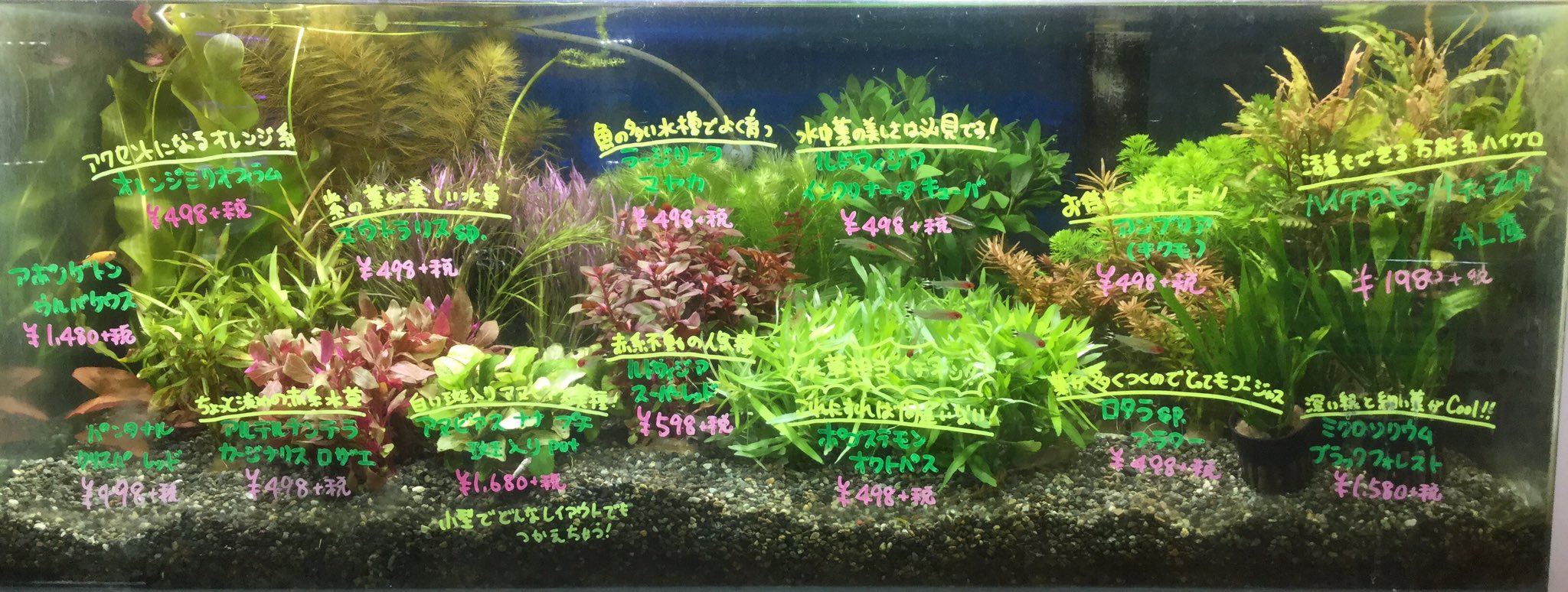 フィッシュランドイシハラ アクア館 水草入荷情報 その 各種鉛巻きとミクロソリウム ブラックフォレストのpot入荷しました 鉛巻きは人気のポゴステモン オクトパスはじめ ラージリーフマヤカ アルテルナンテラ カージナリス ロザエがきてます フィッシュランドイシハラ アクア館 水草入荷情報 その 各種鉛巻きとミクロソリウム ブラックフォレストのpot入荷しました 鉛巻きは人気のポゴステモン オクトパスはじめ ラージリーフマヤカ アルテルナンテラ カージナリス ロザエがきてます